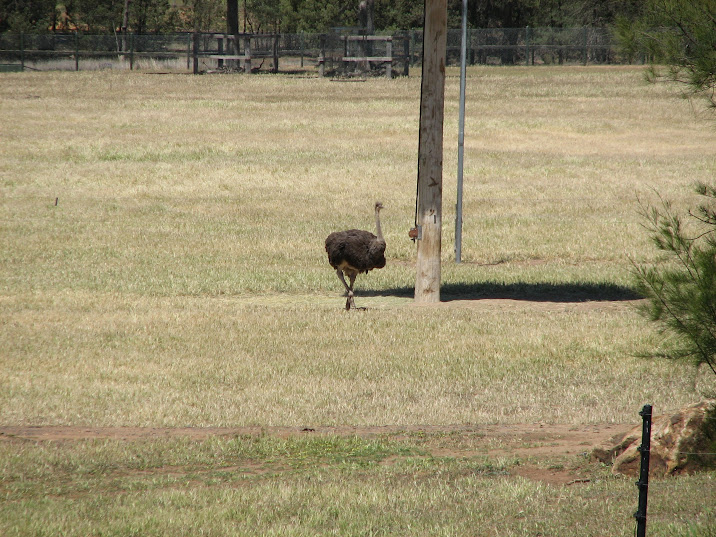 WPZ 2007 - African Savannah - Common Ostrich