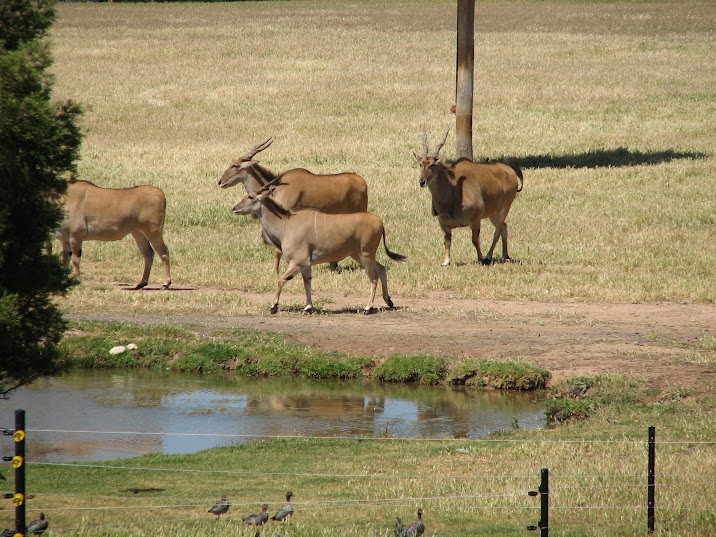 WPZ 2007 - African Savannah - Eland and wild Australian Wood Ducks