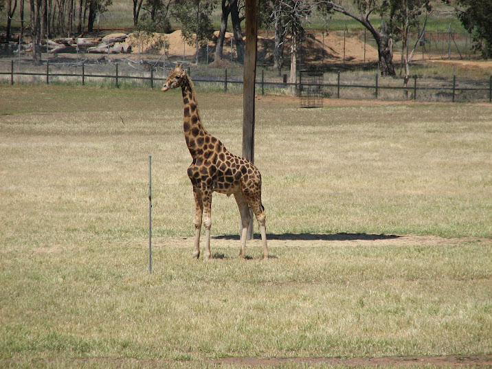 WPZ 2007 - African Savannah - Hybrid Giraffe