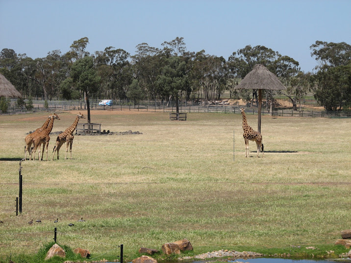 WPZ 2007 - African Savannah - Hybrid Giraffes and wild Australian Wood Ducks