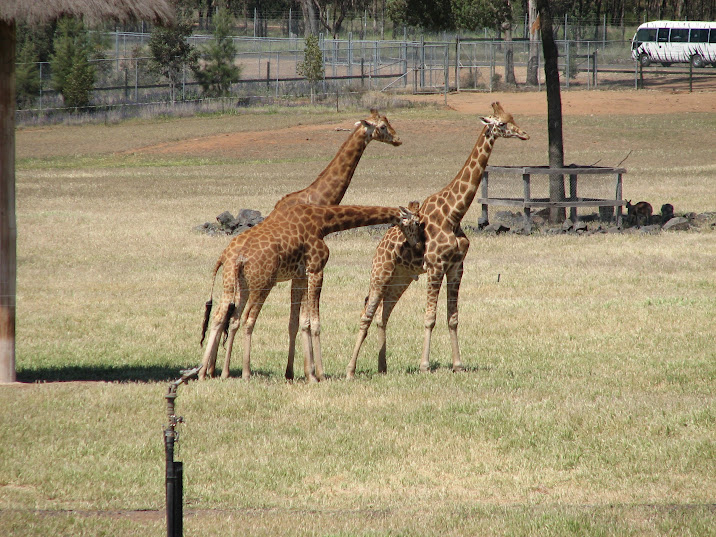 WPZ 2007 - African Savannah - Hybrid Giraffes and wild Eastern Grey Kangaroos