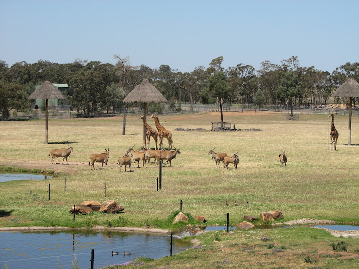 WPZ 2007 - African Savannah - Hybrid Giraffes, Eland and wild Australian Wood Ducks