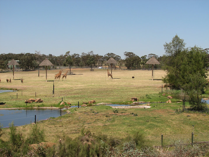 WPZ 2007 - African Savannah - Hybrid Giraffes, Eland, Common Ostrich and wild Australian Wood Ducks