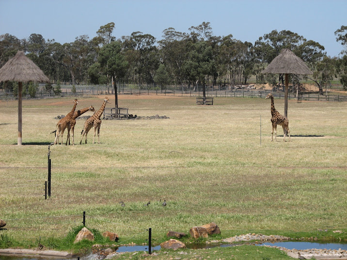 WPZ 2007 - African Savannah - Hybrid Giraffes, wild Eastern Grey Kangaroos and wild Australian Wood Ducks