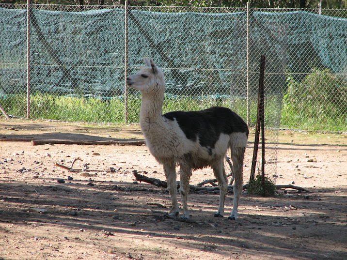 WPZ 2007 - Alpaca, South American paddock
