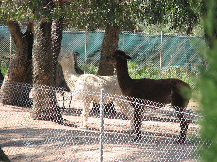 WPZ 2007 - Alpacas and Greater Rhea, South American paddock