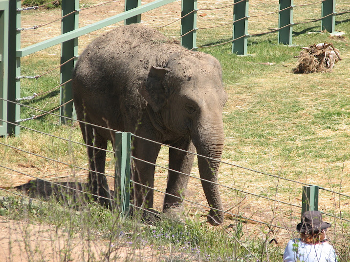 WPZ 2007 - Asiatic Elephant