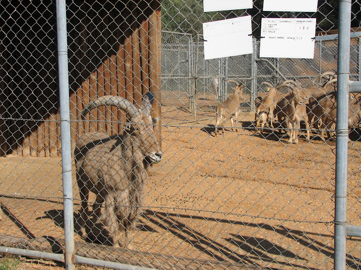 WPZ 2007 - Barbary Sheep (off-display housing)
