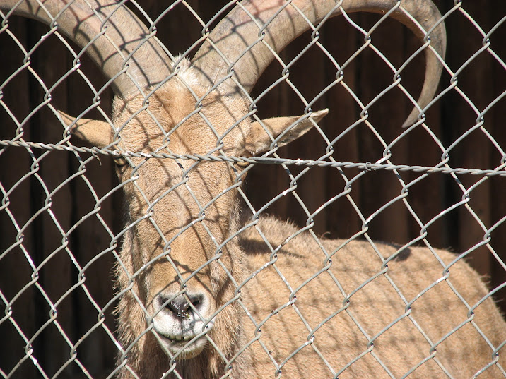 WPZ 2007 - Barbary Sheep (off-display housing)