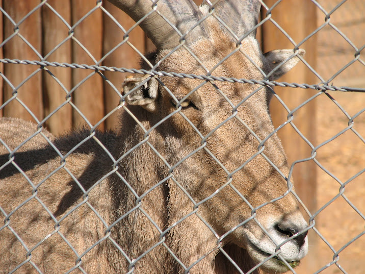 WPZ 2007 - Barbary Sheep (off-display housing)