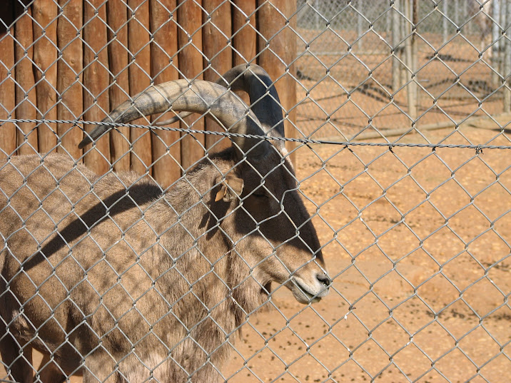 WPZ 2007 - Barbary Sheep (off-display housing)