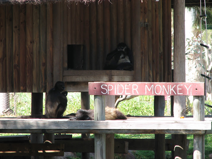 WPZ 2007 - Black-handed Spider Monkeys next to signage, Savannah Lake