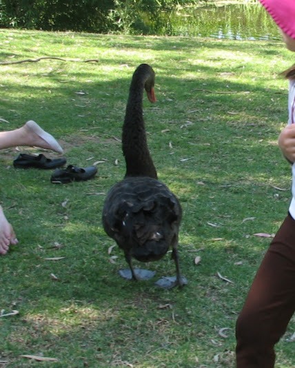 WPZ 2007 - Black Swan, Savannah Lake