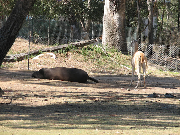 WPZ 2007 - Brazilian Tapir, Guanaco and wild Australian Wood Ducks (Alpacas and Greater Rhea behind and Patagonian Mara), South American paddock