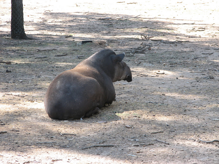 WPZ 2007 - Brazilian Tapir, South American paddock