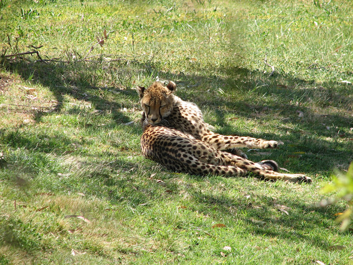 WPZ 2007 - Cheetah