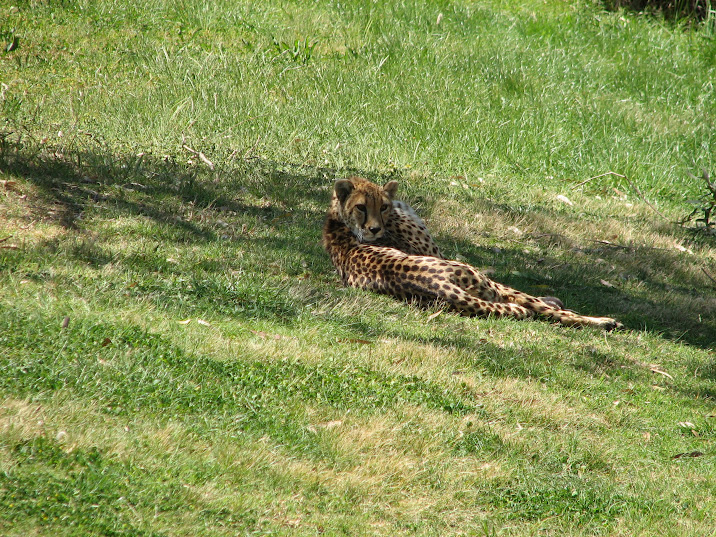 WPZ 2007 - Cheetah