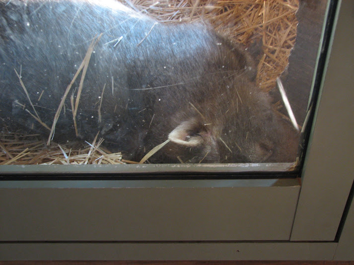 WPZ 2007 - Common Wombat, Children's Zoo