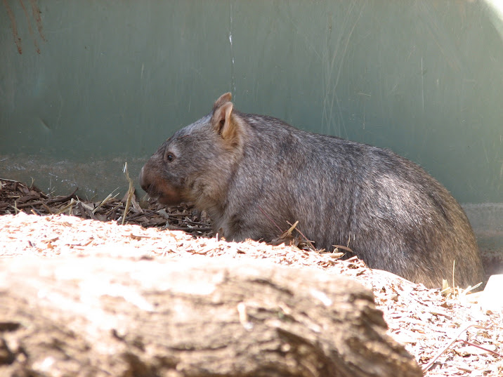 WPZ 2007 - Common Wombat, Children's Zoo