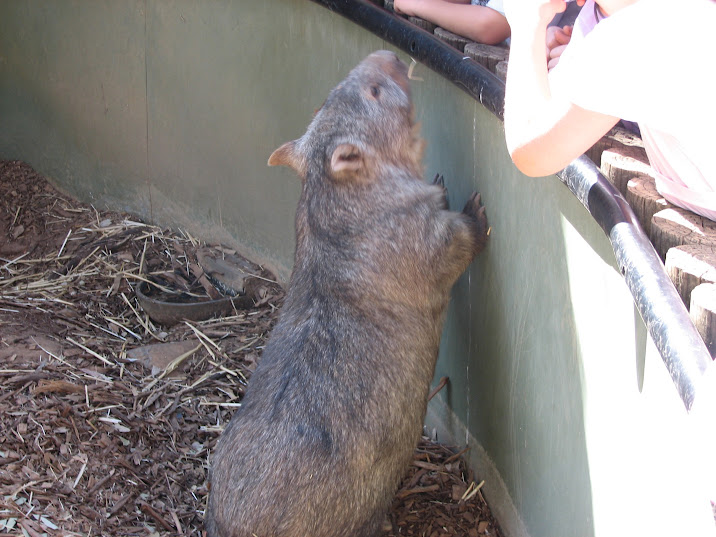WPZ 2007 - Common Wombat, Children's Zoo