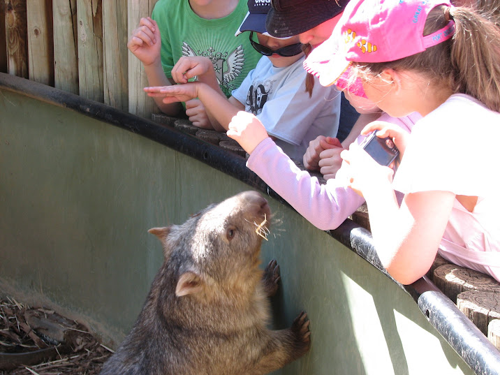 WPZ 2007 - Common Wombat, Children's Zoo