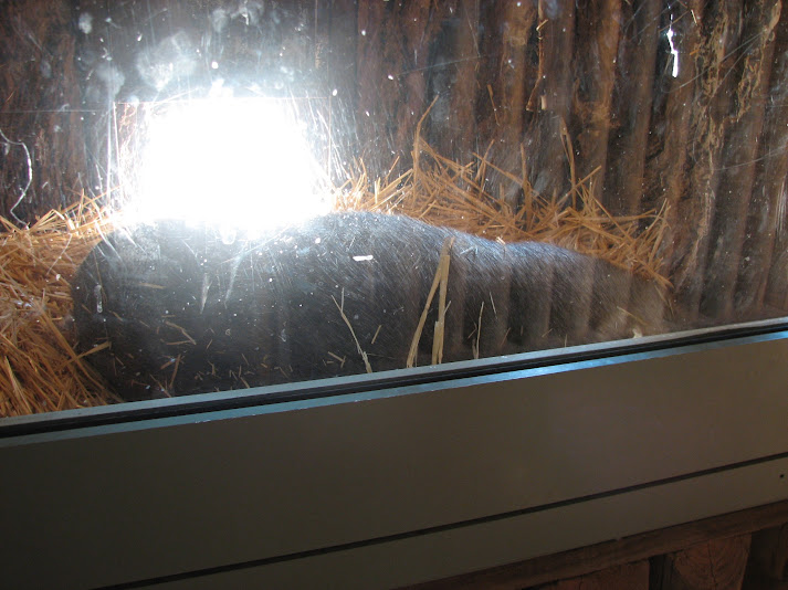 WPZ 2007 - Common Wombat indoor exhibit, Children's Zoo