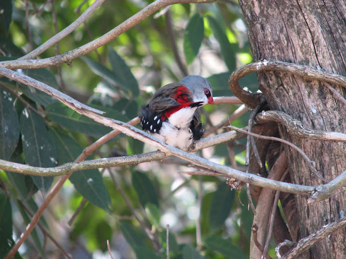 WPZ 2007 - Diamond Firetail, Mallee Aviary, Children's Zoo