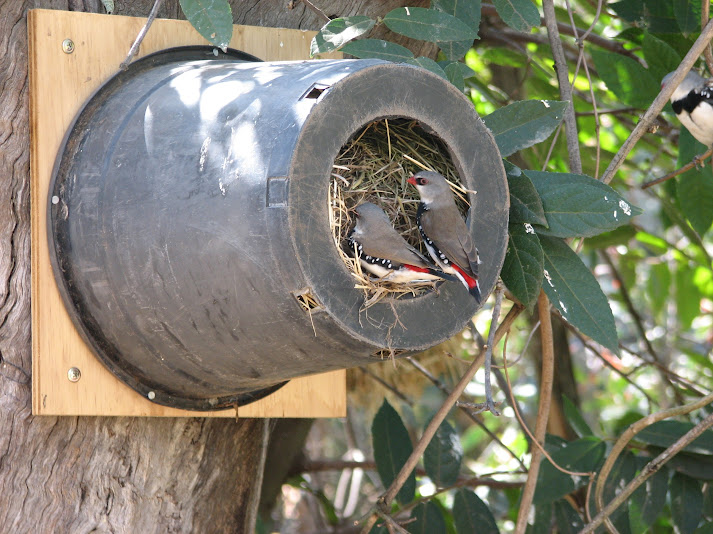 WPZ 2007 - Diamond Firetails, Mallee Aviary, Children's Zoo