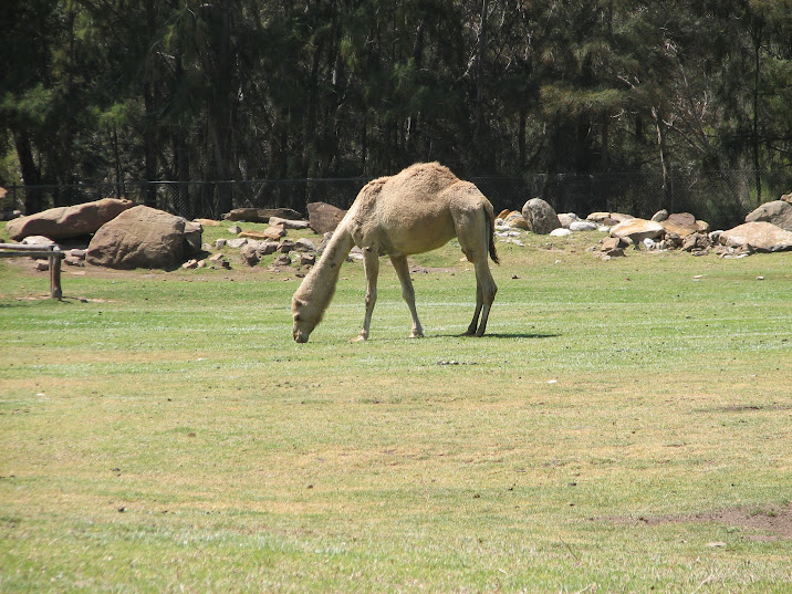 WPZ 2007 - Dromedary Camel, elephant exhibit