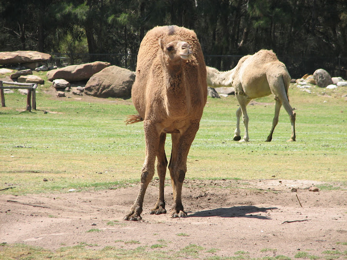 WPZ 2007 - Dromedary Camels, elephant exhibit