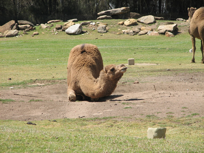 WPZ 2007 - Dromedary Camels, elephant exhibit
