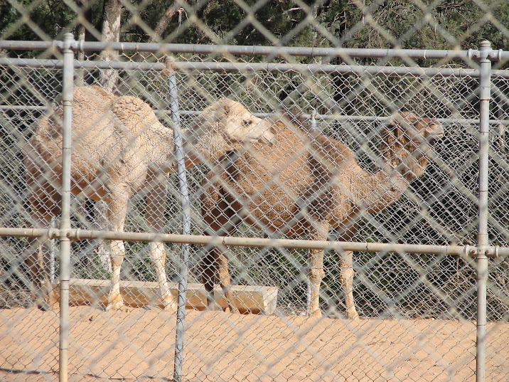 WPZ 2007 - Dromedary Camels (off-display housing)