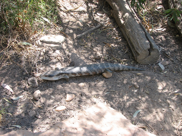 WPZ 2007 - Eastern Blue-tongue, Children's Zoo