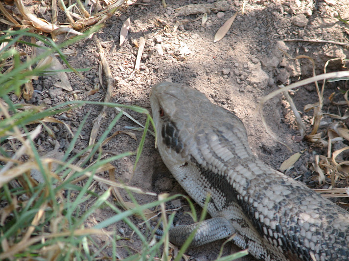 WPZ 2007 - Eastern Blue-tongue, Children's Zoo