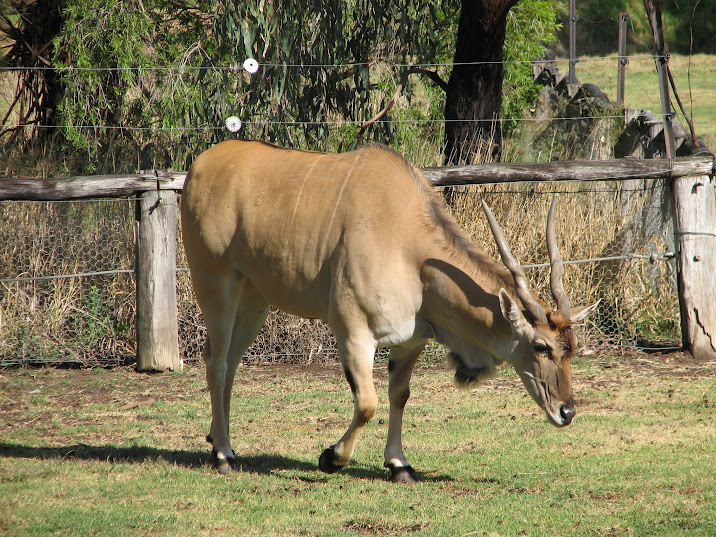 WPZ 2007 - Eland