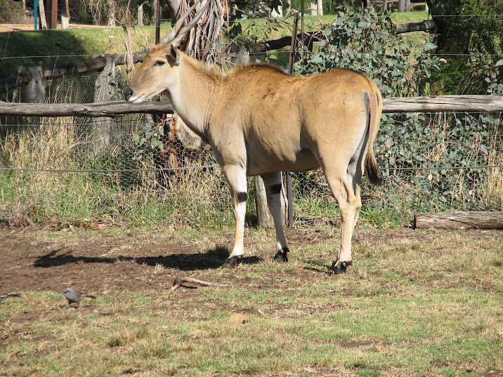 WPZ 2007 - Eland