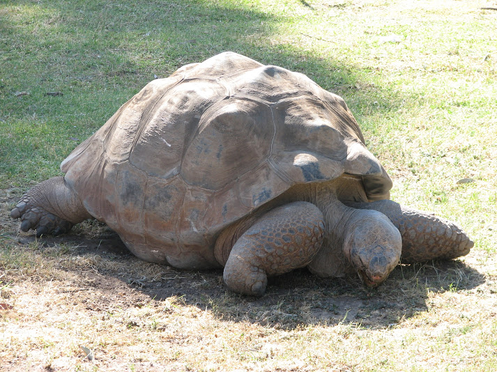 WPZ 2007 - Galapagos Giant Tortoise