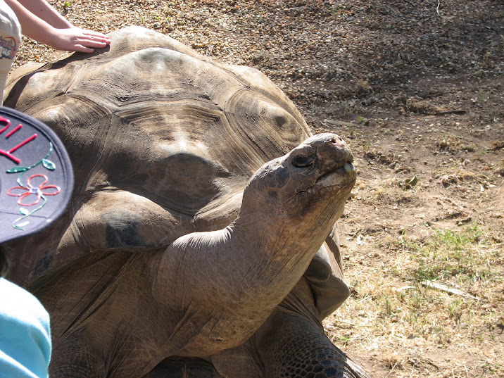 WPZ 2007 - Galapagos Giant Tortoise