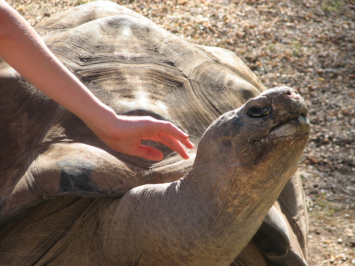 WPZ 2007 - Galapagos Giant Tortoise