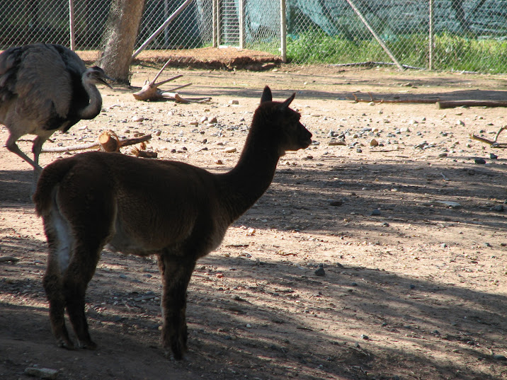 WPZ 2007 - Greater Rhea and Alpaca, South American paddock