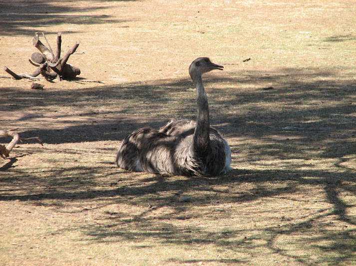 WPZ 2007 - Greater Rhea, South American paddock