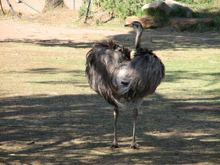 WPZ 2007 - Greater Rhea, South American paddock