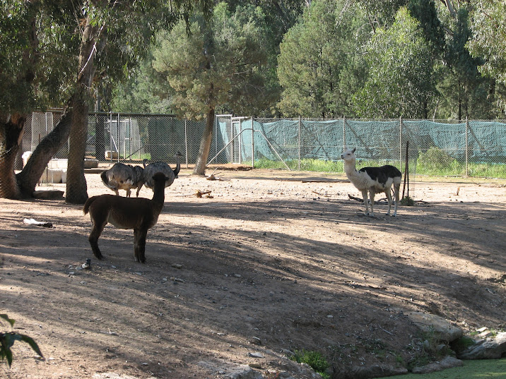 WPZ 2007 - Greater Rheas and Alpacas, South American paddock