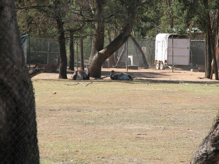 WPZ 2007 - Greater Rheas and Guanaco, South American paddock