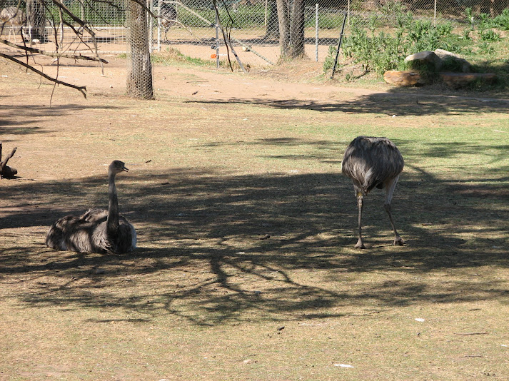 WPZ 2007 - Greater Rheas, South American paddock