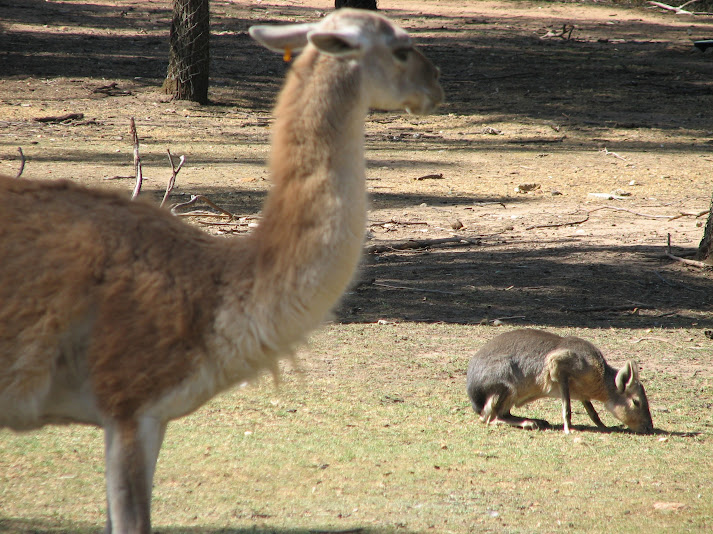 WPZ 2007 - Guanaco and Patagonian Mara, South American paddock
