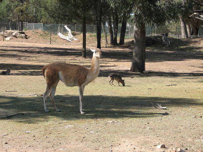 WPZ 2007 - Guanaco and Patagonian Maras, South American paddock