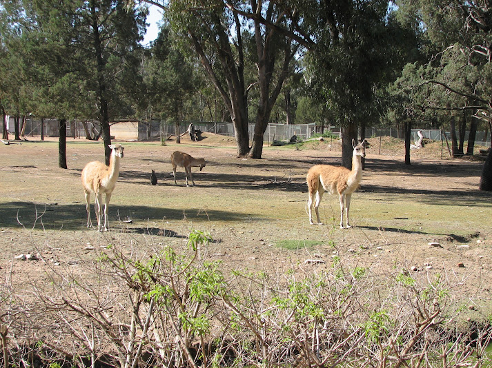 WPZ 2007 - Guanacos and Patagonian Mara, South American paddock