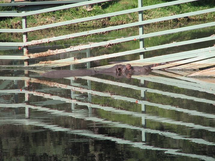 WPZ 2007 - Hippopotamus