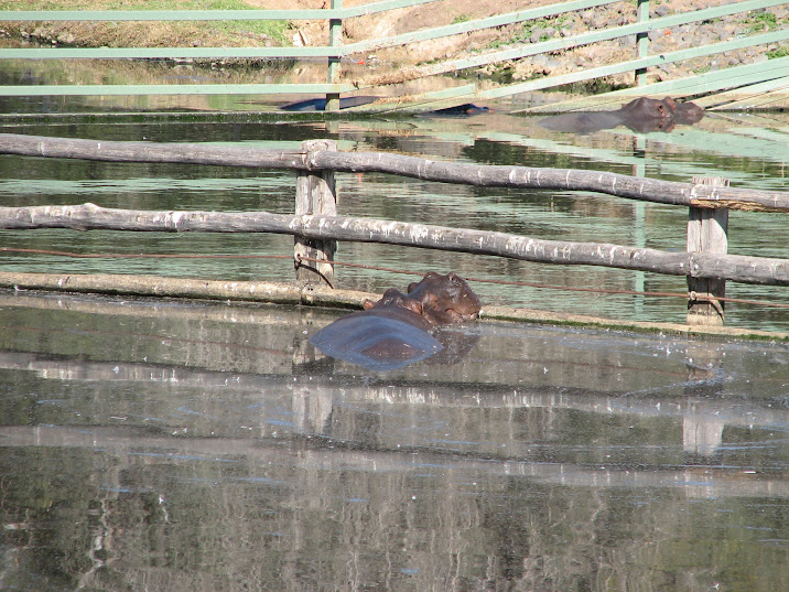 WPZ 2007 - Hippopotamuses